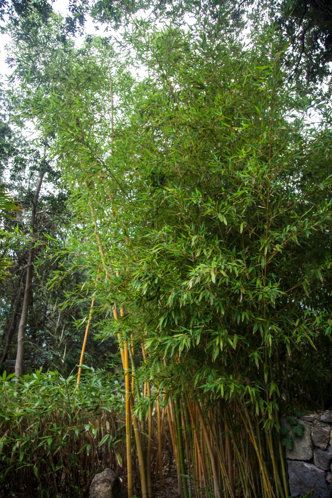 La Mortella - Bamboo
